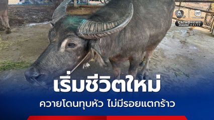 ควายโดนทุบหัว เอกซเรย์ไม่มีรอยแตกร้าว ปลอดภัยแล้ว