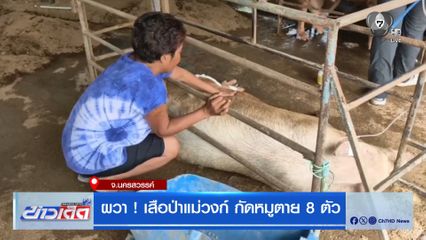 ผวา ! เสือป่าแม่วงก์ กัดหมูตาย 8 ตัว