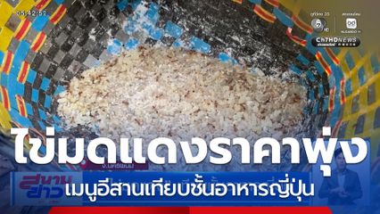 ไข่มดแดง เทียบชั้นอาหารญี่ปุ่น ราคาพุ่งกิโลกรัมละ 1,000 บาท