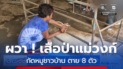 ผวา ! เสือป่าแม่วงก์ กัดหมูตาย 8 ตัว