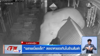 พลายเบี่ยงเล็ก ลงเขาหาของกินในร้านส้มตำ