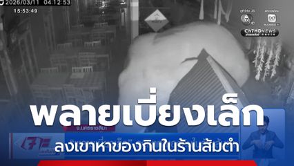 พลายเบี่ยงเล็ก ลงเขาหาของกินในร้านส้มตำ