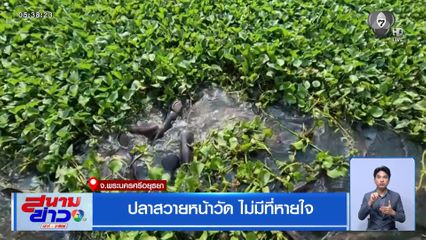 ปลาสวายหน้าวัด ไม่มีที่หายใจ