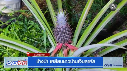 ช้างป่า เหยียบชาวบ้านเจ็บสาหัส