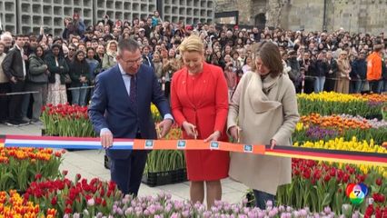 แจกดอกทิวลิปฟรี ที่กรุงเบอร์ลินในเยอรมนี