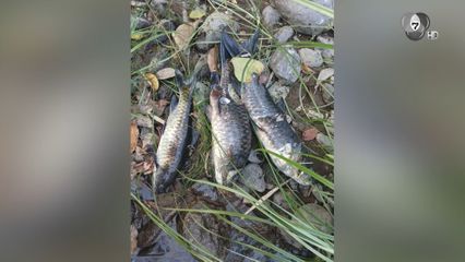 ปัญหาคุณภาพน้ำ แม่น้ำลาง