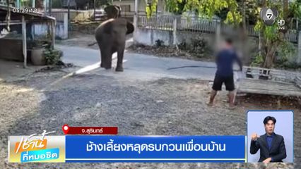 ช้างเลี้ยงหลุดรบกวนเพื่อนบ้าน