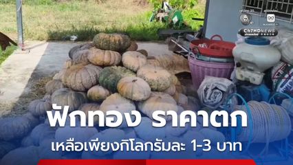 ร้อนจัดเกษตรกรปลูกฟักทองเดือดร้อน จากปัญหาราคาผลผลิตตกต่ำเหลือเพียงกิโลกรัมละ 1-3 บาท