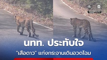 นทท. ประทับใจ “เสือดาว” แก่งกระจานเดินอวดโฉม