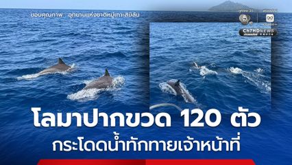 โลมาปากขวด 120 ตัว กระโดดน้ำทักทายเจ้าหน้าที่