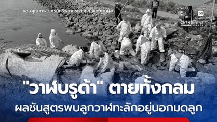 “วาฬบรูด้า” ตายทั้งกลม ผลชันสูตรพบลูกวาฬทะลักอยู่นอกมดลูก