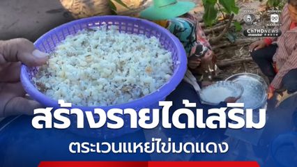 ชาวบ้านสร้างรายได้เสริม ตระเวนแหย่ไข่มดแดง ราคาพุ่งกิโลละ 500 บาท