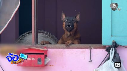 โวยเลี้ยงหมา 30 ตัว ส่งเสียงเห่า-กลิ่นเหม็น จ.นนทบุรี