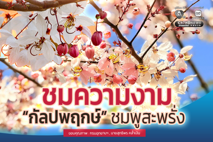 ชมความงาม “กัลปพฤกษ์” ชมพูสะพรั่ง ณ เขตห้ามล่าสัตว์ป่าบึงบอระเพ็ด
