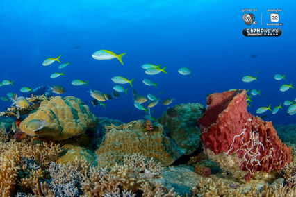 “เกาะโลซิน” จ.ปัตตานี อัญมณีแห่งท้องทะเลอ่าวไทย