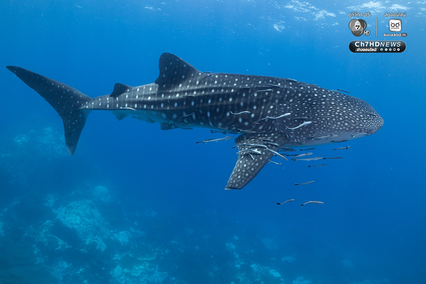 “เกาะโลซิน” จ.ปัตตานี อัญมณีแห่งท้องทะเลอ่าวไทย