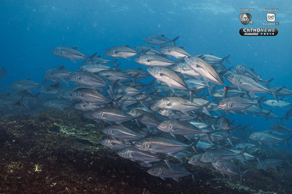 “เกาะโลซิน” จ.ปัตตานี อัญมณีแห่งท้องทะเลอ่าวไทย