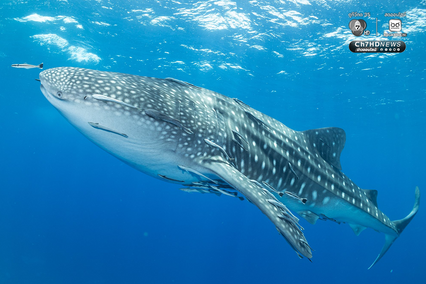 “เกาะโลซิน” จ.ปัตตานี อัญมณีแห่งท้องทะเลอ่าวไทย