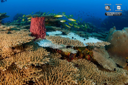 “เกาะโลซิน” จ.ปัตตานี อัญมณีแห่งท้องทะเลอ่าวไทย