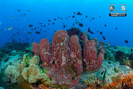 “เกาะโลซิน” จ.ปัตตานี อัญมณีแห่งท้องทะเลอ่าวไทย