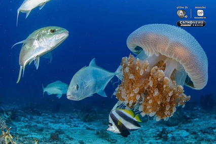 “เกาะโลซิน” จ.ปัตตานี อัญมณีแห่งท้องทะเลอ่าวไทย