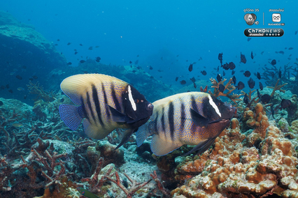 “เกาะโลซิน” จ.ปัตตานี อัญมณีแห่งท้องทะเลอ่าวไทย