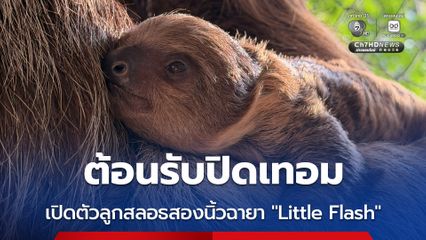 ต้อนรับปิดเทอม เปิดตัวลูกสลอธสองนิ้วฉายา “Little Flash”