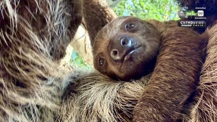 ต้อนรับปิดเทอม เปิดตัวลูกสลอธสองนิ้วฉายา “Little Flash”