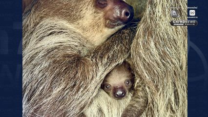 ต้อนรับปิดเทอม เปิดตัวลูกสลอธสองนิ้วฉายา “Little Flash”