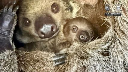 ต้อนรับปิดเทอม เปิดตัวลูกสลอธสองนิ้วฉายา “Little Flash”