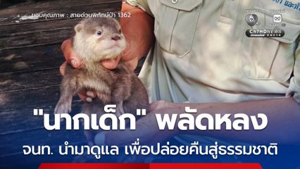 “นากเด็ก” พลัดหลง จนท. นำมาดูแล เพื่อปล่อยคืนสู่ธรรมชาติ