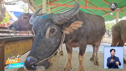 ชีวิตใหม่ "เจ้าบุญรอด" จ.เชียงใหม่