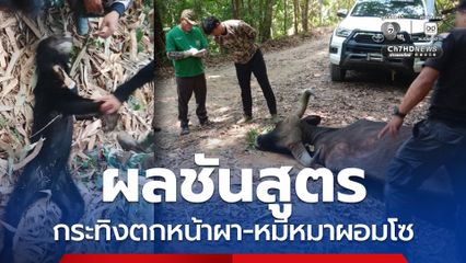 ผลชันสูตร กระทิงป่าตกหน้าผา หมีหมาผอมโซ