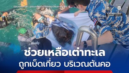 กรมทะเลชายฝั่ง ได้รับแจ้งจากเครือข่ายอาสาสมัครนักดำน้ำว่า พบเต่าทะเลได้รับบาดเจ็บจากเบ็ดเกี่ยวบริเวณต้นคอด้านซ้าย