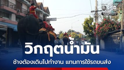 วิกฤตน้ำมัน ช้างต้องเดินไปทำงาน แทนการใช้รถขนส่ง