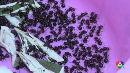 เคนยา จับกุมชายลักลอบค้ามดเป็น ๆ ออกนอกประเทศ