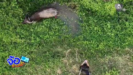 ตร.ลงขันไถ่ชีวิตควาย หนีตายถูกเชือด