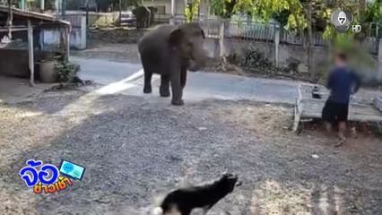ช้างเลี้ยงหลุดรบกวนเพื่อนบ้าน