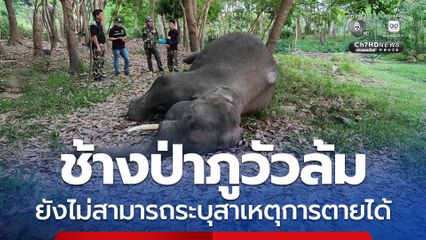 ช้างป่าภูวัวล้ม ยังไม่สามารถระบุสาเหตุการตายได้