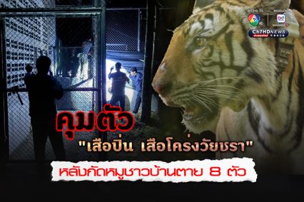 คุมตัว “เสือปิ่น เสือโคร่งวัยชรา” หลังกัดหมูชาวบ้านตาย 8 ตัว