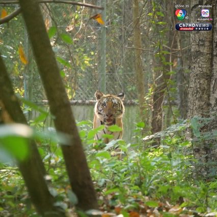 คุมตัว “เสือปิ่น เสือโคร่งวัยชรา” หลังกัดหมูชาวบ้านตาย 8 ตัว