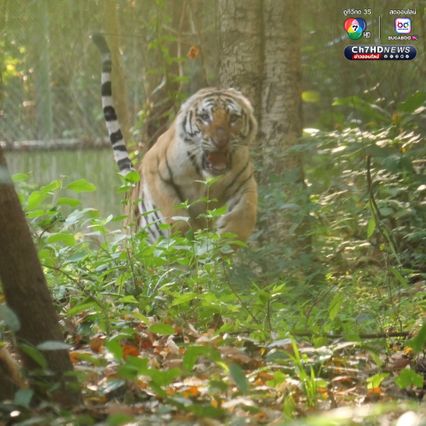 คุมตัว “เสือปิ่น เสือโคร่งวัยชรา” หลังกัดหมูชาวบ้านตาย 8 ตัว