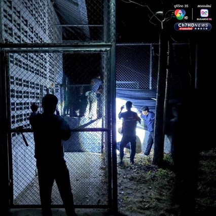 คุมตัว “เสือปิ่น เสือโคร่งวัยชรา” หลังกัดหมูชาวบ้านตาย 8 ตัว