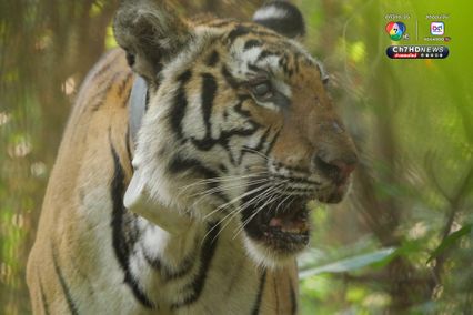 คุมตัว “เสือปิ่น เสือโคร่งวัยชรา” หลังกัดหมูชาวบ้านตาย 8 ตัว