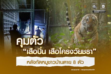 คุมตัว “เสือปิ่น เสือโคร่งวัยชรา” หลังกัดหมูชาวบ้านตาย 8 ตัว