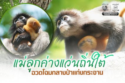 แม่ลูกค่างแว่นถิ่นใต้ อวดโฉมกลางป่าแก่งกระจาน