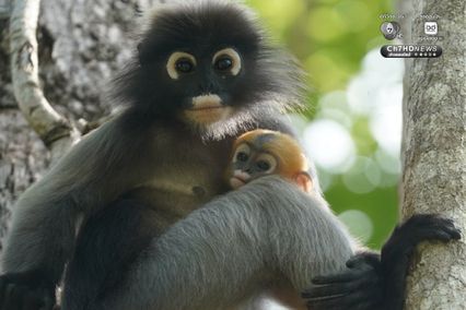 แม่ลูกค่างแว่นถิ่นใต้ อวดโฉมกลางป่าแก่งกระจาน