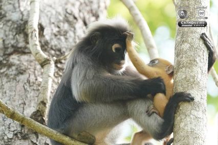 แม่ลูกค่างแว่นถิ่นใต้ อวดโฉมกลางป่าแก่งกระจาน