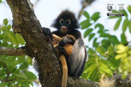 แม่ลูกค่างแว่นถิ่นใต้ อวดโฉมกลางป่าแก่งกระจาน