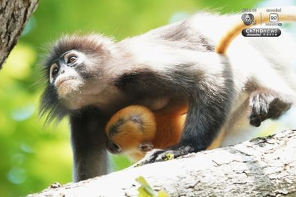 แม่ลูกค่างแว่นถิ่นใต้ อวดโฉมกลางป่าแก่งกระจาน